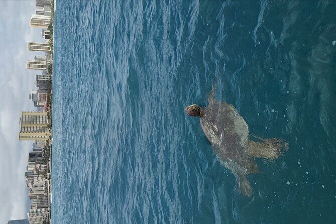 Guided Waikiki Turtle Snorkeling with Pick-up - Is This Tour Worth It?