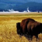 Guided Yellowstone Wildlife Tour - Authentic Experiences Shared by Reviewers