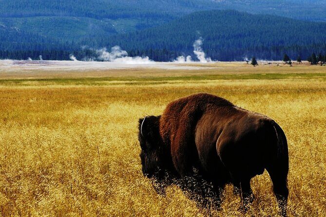 Guided Yellowstone Wildlife Tour - Authentic Experiences Shared by Reviewers