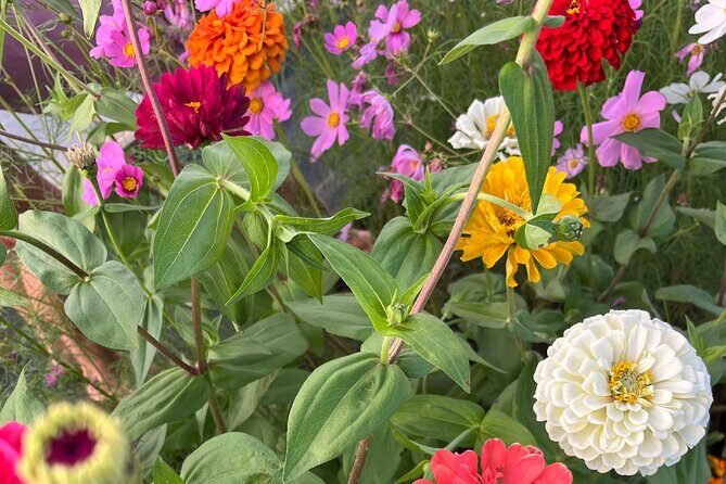 Haiku Butterfly Garden - 1st stop on the Road to Hana! - Why This Tour Delivers Value