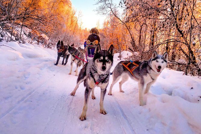 Half Day "Drive Your Own Dog Team" Dog Sledding Tour - Authentic Feedback from Past Participants