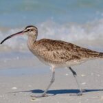 Half-Day Private Bird Tour of Fort De Soto Park in St. Petersburg - 2 person max - Analyzing the Cost and Value