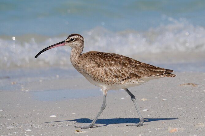 Half-Day Private Bird Tour of Fort De Soto Park in St. Petersburg - 2 person max - Analyzing the Cost and Value