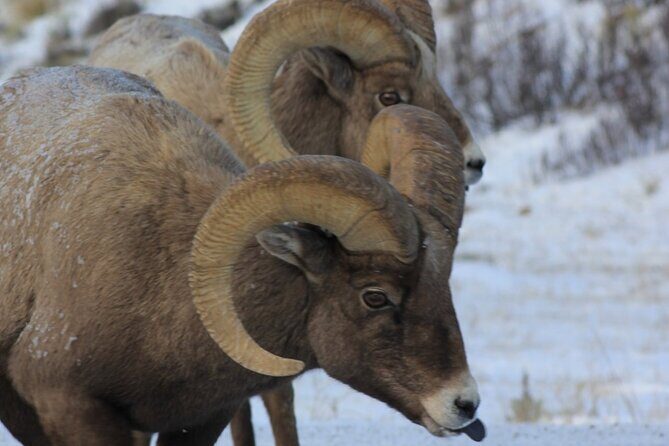Half Day Private Winter Wildlife Tours in Jackson Hole - A Closer Look at the Experience