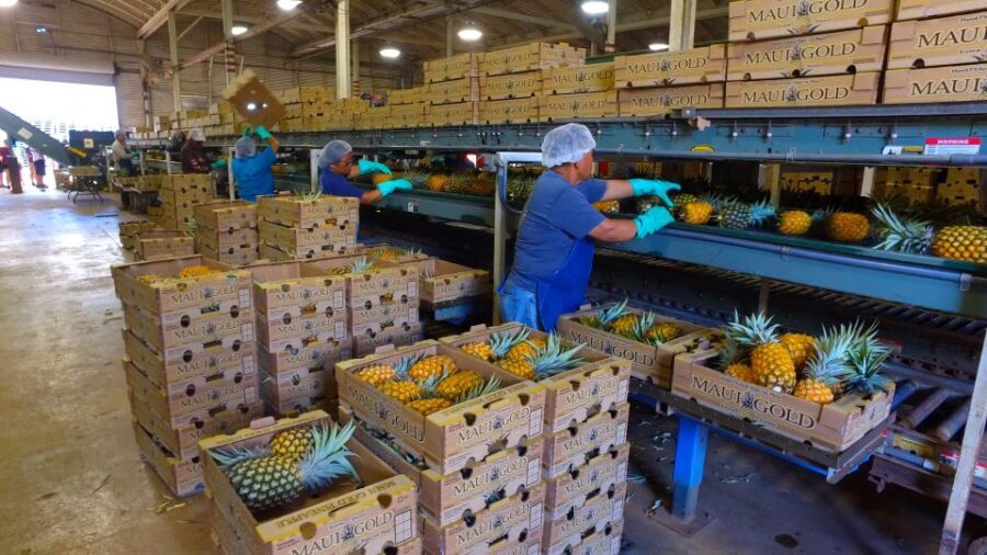 Hali'imaile: Pineapple Farm Tour - What Makes This Tour Stand Out?