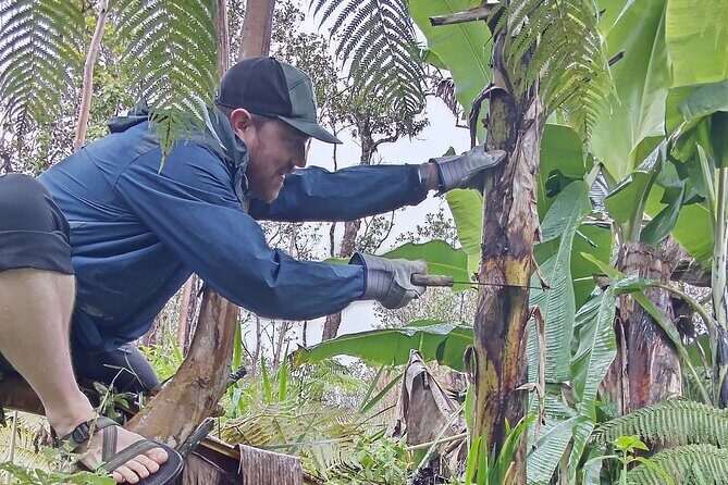 Hawaiian Rainforest Banana Cultivation Experience - The Experience and Atmosphere