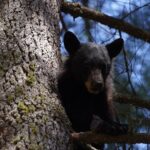 Heart of the Giant Forest Hike - Practical Aspects: What to Expect