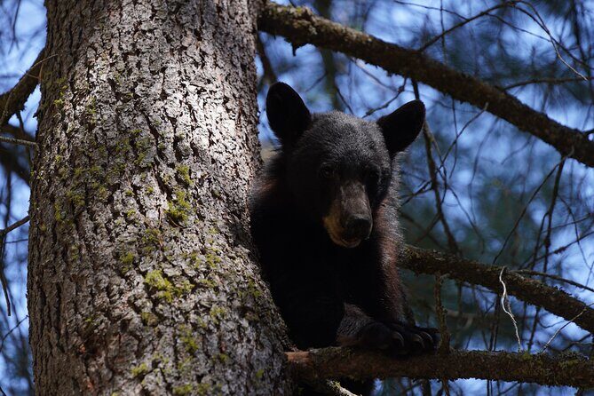 Heart of the Giant Forest Hike - Practical Aspects: What to Expect