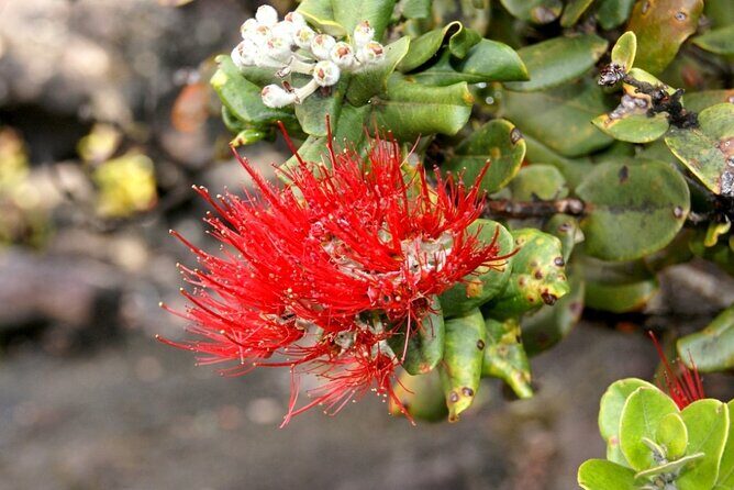 Hilo and Volcano National Park Tour a Cruise Ship Excursion w/PU - The Cautionary Tale: Mixed Reviews