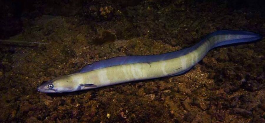 Hilo: Night Dive for Certified Divers - Detailed Breakdown of the Experience