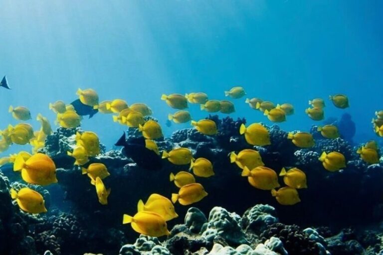 Hilo: Sea Turtle Lagoon and Black Sand Beach Snorkel - Who Will Love This Experience?