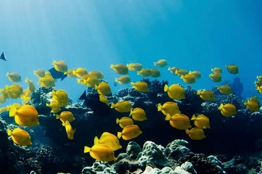 Hilo: Sea Turtle Lagoon and Black Sand Beach Snorkel - Who Will Love This Experience?