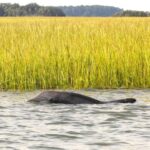 Hilton Head: 2 Hour Private Dolphin Tour - What to Expect During Your Dolphin Tour