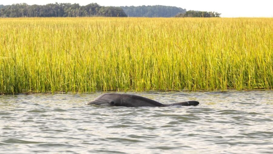 Hilton Head: 2 Hour Private Dolphin Tour - What to Expect During Your Dolphin Tour