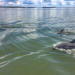 Hilton Head Island: 2-Hour Guided Creek Cat Tour - The Experience Review in a Nutshell