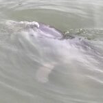 Hilton Head Island: 90-Minute Dolphin & Nature Tour - Final Thoughts: Is It Worth It?