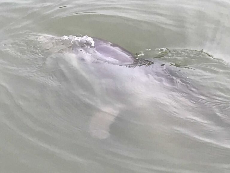 Hilton Head Island: 90-Minute Dolphin & Nature Tour - Final Thoughts: Is It Worth It?