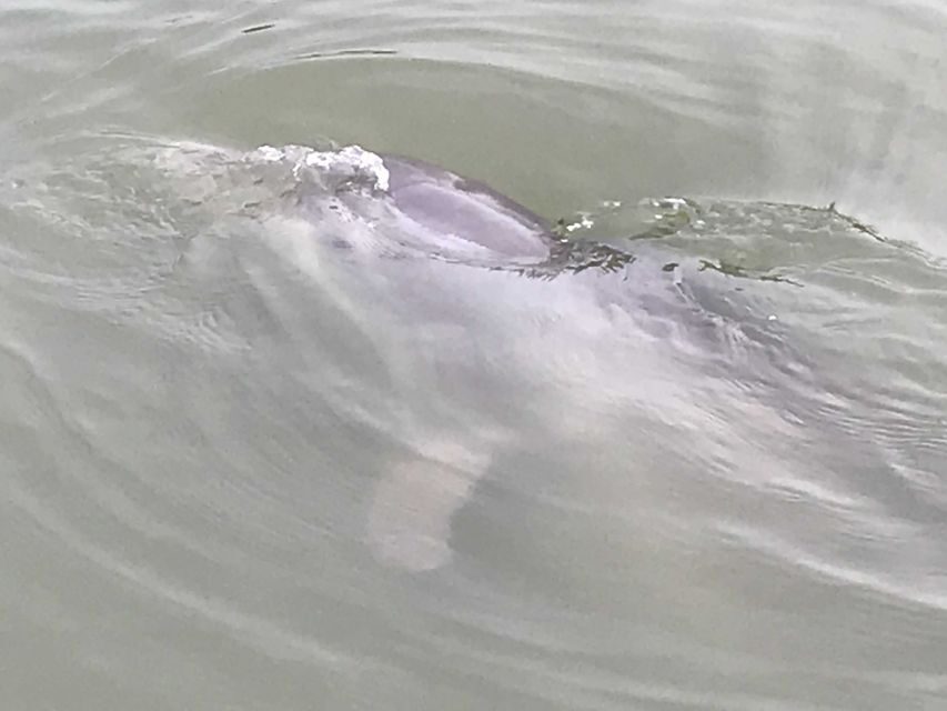 Hilton Head Island: 90-Minute Dolphin & Nature Tour - Final Thoughts: Is It Worth It?