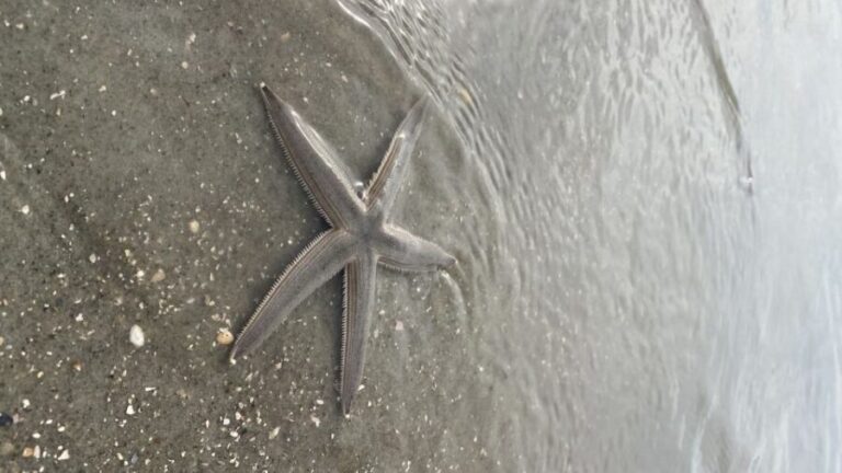 Hilton Head Island: Disappearing Island and Dolphin Tour - Practical Details and What to Expect