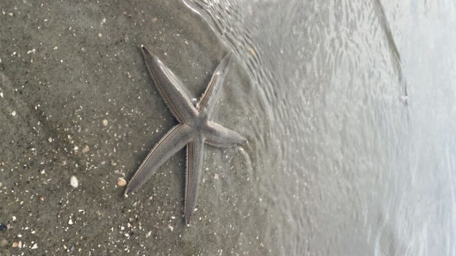 Hilton Head Island: Disappearing Island and Dolphin Tour - Practical Details and What to Expect