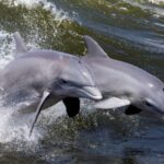 Hilton Head Island: Dolphin Nature Cruise - Who Should Consider This Tour?