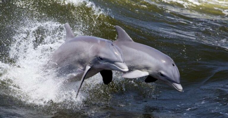 Hilton Head Island: Dolphin Nature Cruise - Who Should Consider This Tour?