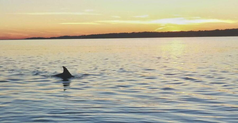 Hilton Head Island: Dolphin Watching 3-Course Dinner Cruise - Who Will Love This Cruise?