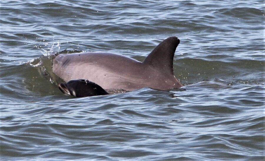 Hilton Head Island: Dolphin Watching Cruise with Donuts - Who Would Love This Tour?