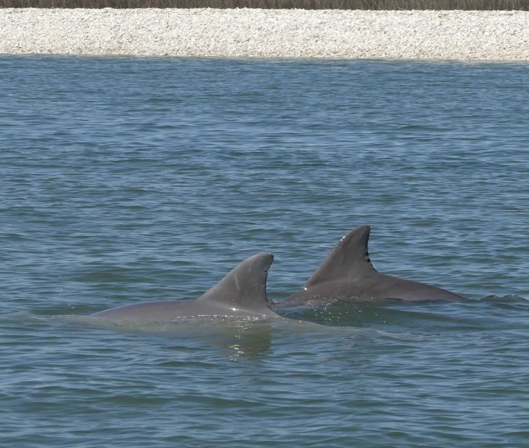 Hilton Head Island: Private Dolphin and Nature Tour - Who Should Consider This Tour?