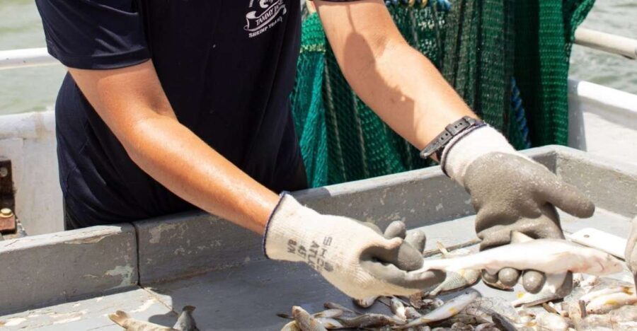 Hilton Head Island: Shrimp Trawling Boat Tour - Why This Tour Offers Great Value