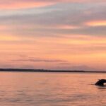 Hilton Head Island: Sunset Dolphin Watching Tour - What’s Included and What to Expect