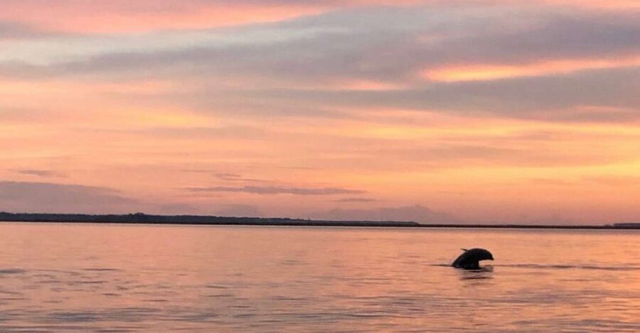 Hilton Head Island: Sunset Dolphin Watching Tour - What’s Included and What to Expect