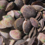 Homosassa: Snorkel & Scallop Hunt in Gulf of Mexico - Final Thoughts: Is This Tour Worth It?