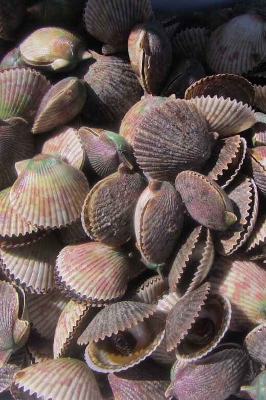 Homosassa: Snorkel & Scallop Hunt in Gulf of Mexico - Final Thoughts: Is This Tour Worth It?