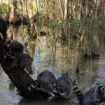 Honey Island Swamp Private Tour with Transport from New Orleans - Price and Value Analysis