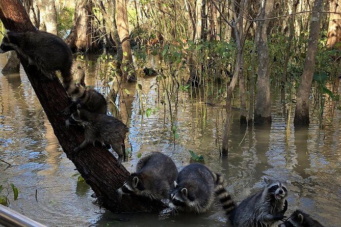Honey Island Swamp Private Tour with Transport from New Orleans - Price and Value Analysis
