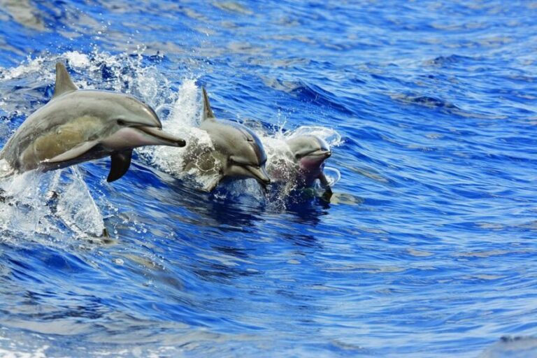 Honokohau: Kona Snorkel and Sail with Drinks and Snacks - Why Choose This Tour?