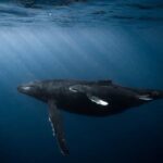 Honolulu: Scuba Diving for Certified Divers - Analyzing the Value