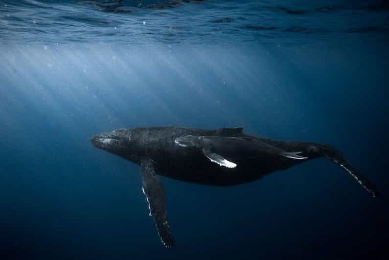 Honolulu: Scuba Diving for Certified Divers - Analyzing the Value