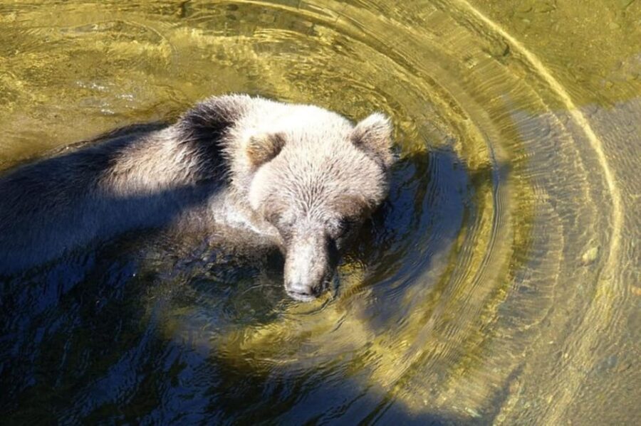 Hoonah: Chichagof Island Brown Bear Search - Exploring the Tour: What to Expect from Start to Finish
