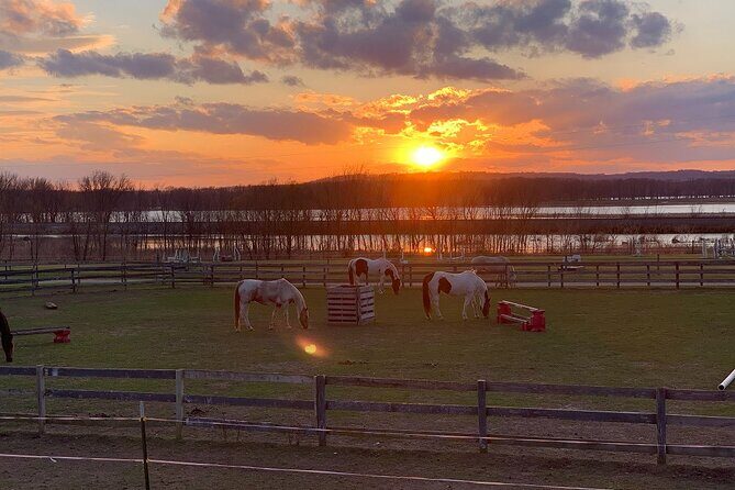 Horseback Rides, Interactions, and Petting Zoo - Who Should Consider This Experience?