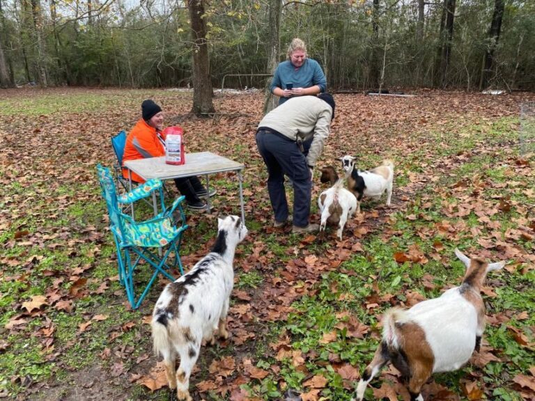 Houston: Adorable mini goats experience e - What Is the Mini Goats Experience All About?