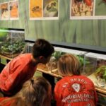 Houston Museum of Natural Science: Cockrell Butterfly Center - The Insect Exhibits and Interactive Features