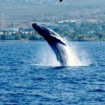 Humpback Whale Watching in Kailua-Kona Hawaii - Who Should Consider This Tour?