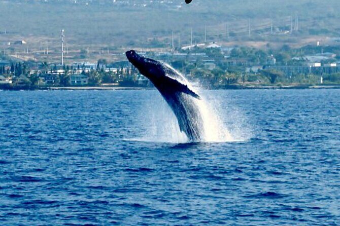 Humpback Whale Watching in Kailua-Kona Hawaii - Who Should Consider This Tour?