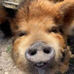 Hutto Texas: Kune kune Pig Farm Visit - Deep Dive Into the Kune kune Pig Farm Experience