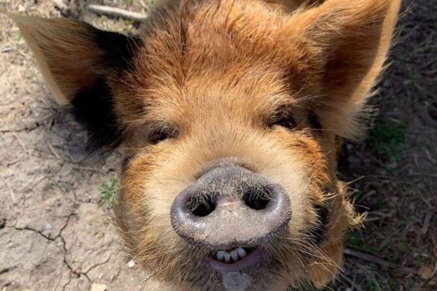 Hutto Texas: Kune kune Pig Farm Visit - Deep Dive Into the Kune kune Pig Farm Experience