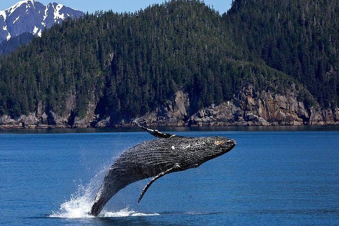 Icy Strait Shore Excursion: Whale Watching Adventure Tour - Why This Tour Will Suit Certain Travelers Best