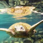 Introductory Beach Scuba Dive - Why This Tour Offers Great Value