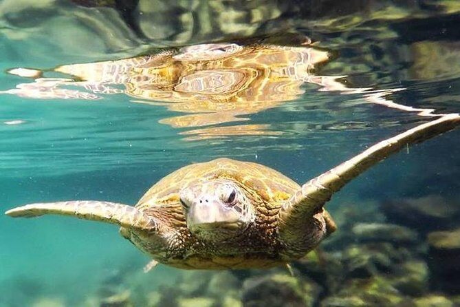 Introductory Beach Scuba Dive - Why This Tour Offers Great Value